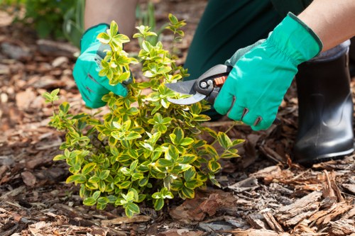 A gardener wearing teal rubber gloves is pruning a small, dense shrub with green and variegated yellow-green leaves in a landscaped garden in Earl's Court. The shrub is planted in dark, rich soil, surrounded by a layer of mulch composed of wood chips. In the background, there is a well-maintained lawn with lush, evenly cut grass, along with other garden elements such as a paved pathway and a wooden decking area. The scene is set outdoors during daylight with soft, natural lighting, demonstrating a typical garden maintenance activity that a professional gardening service like Garden Maintenance Earls Court might undertake, emphasizing careful trimming and landscape upkeep of shrubbery and lawn areas within a tidy and thoughtfully designed outdoor space near central London.