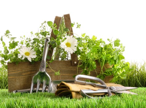 A neatly maintained garden with lush green grass in the foreground and a raised wooden planter box filled with a variety of vibrant, healthy plants including herbs and leafy greenery; garden tools such as a small hand rake, trowel, and pruning shears are arranged in front of the planter, indicating recent gardening activity. The background features a clear sky with natural daylight, typical of outdoor garden settings in London, specifically within the Earl's Court area. The scene suggests careful gardening and landscape maintenance, aligning with professional services offered by Garden Maintenance Earls Court for lawn care, planting, and outdoor garden upkeep in the local area.